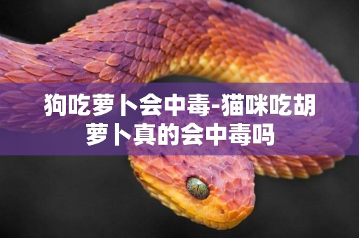 狗吃蘿卜會中毒-貓咪吃胡蘿卜真的會中毒嗎