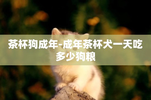 茶杯狗成年-成年茶杯犬一天吃多少狗糧