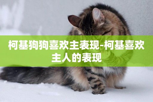 柯基狗狗喜歡主表現-柯基喜歡主人的表現