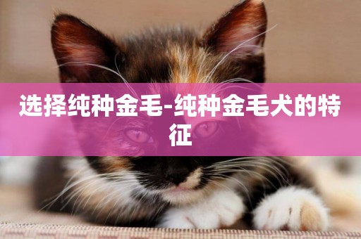 選擇純種金毛-純種金毛犬的特征