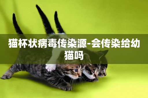 貓杯狀病毒傳染源-會傳染給幼貓嗎