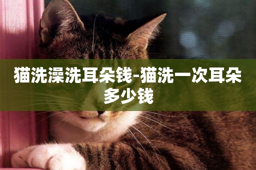 貓洗澡洗耳朵錢-貓洗一次耳朵多少錢