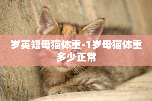 歲英短母貓體重-1歲母貓體重多少正常