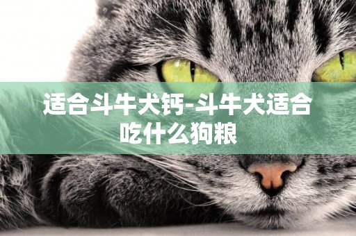 適合斗牛犬鈣-斗牛犬適合吃什么狗糧