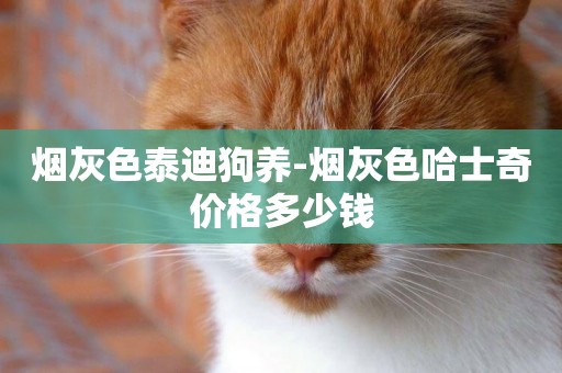 煙灰色泰迪狗養-煙灰色哈士奇價格多少錢