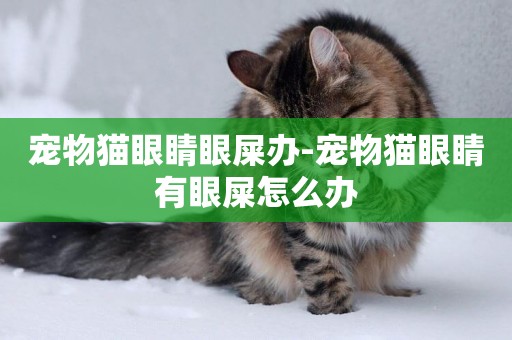 寵物貓眼睛眼屎辦-寵物貓眼睛有眼屎怎么辦