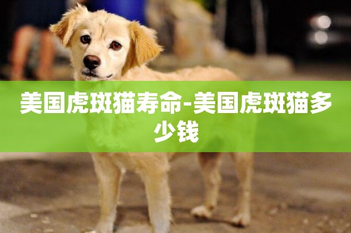 美國虎斑貓壽命-美國虎斑貓多少錢