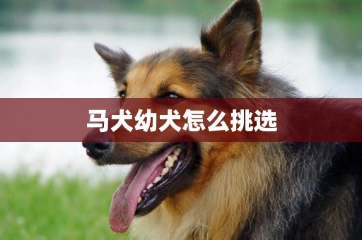 馬犬幼犬怎么挑選