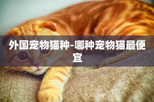 外國寵物貓種-哪種寵物貓最便宜