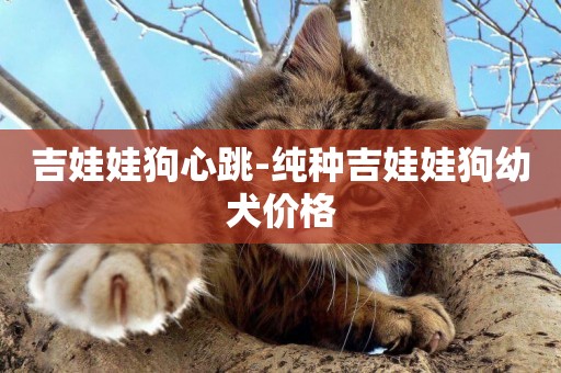 吉娃娃狗心跳-純種吉娃娃狗幼犬價格