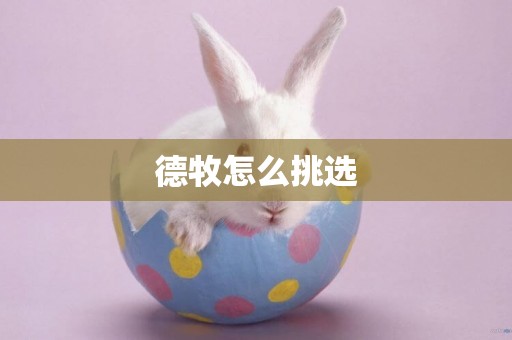 德牧怎么挑選