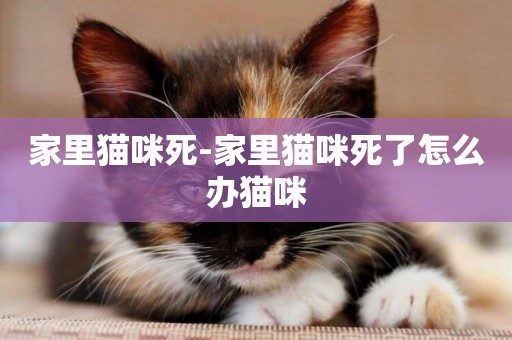 家里貓咪死-家里貓咪死了怎么辦貓咪
