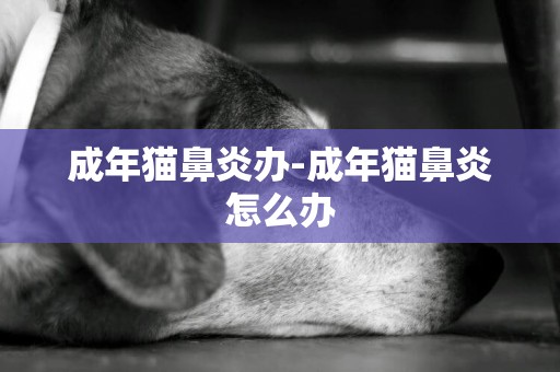 成年貓鼻炎辦-成年貓鼻炎怎么辦