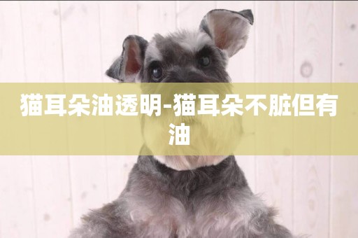 貓耳朵油透明-貓耳朵不臟但有油