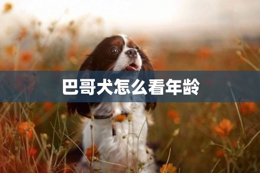 巴哥犬怎么看年齡