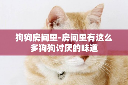 狗狗房間里-房間里有這么多狗狗討厭的味道