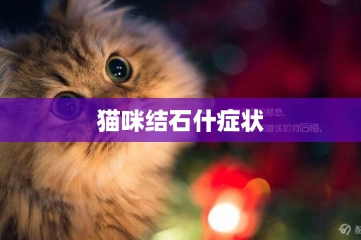 貓咪結石什癥狀