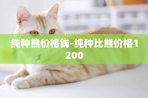 純種熊價格錢-純種比熊價格1200