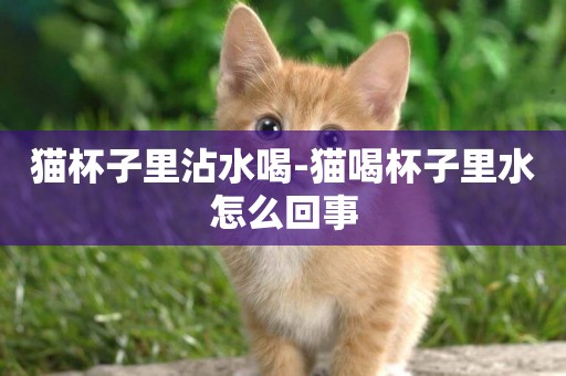 貓杯子里沾水喝-貓喝杯子里水怎么回事
