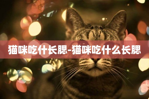 貓咪吃什長腮-貓咪吃什么長腮