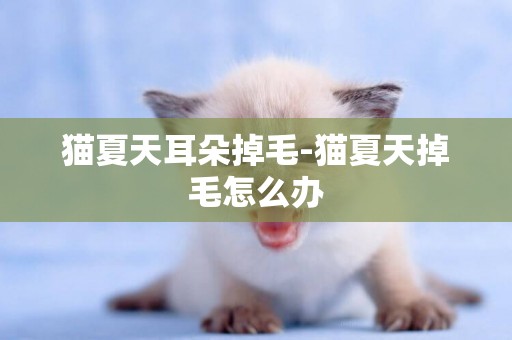 貓夏天耳朵掉毛-貓夏天掉毛怎么辦