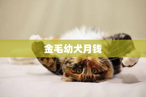 金毛幼犬月錢