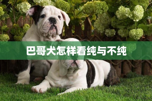 巴哥犬怎樣看純與不純