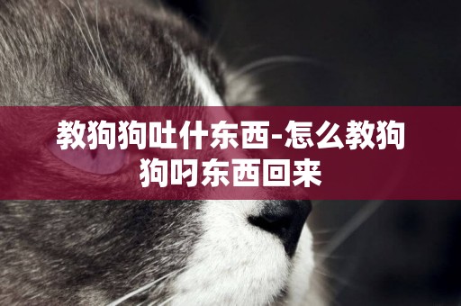 教狗狗吐什東西-怎么教狗狗叼東西回來