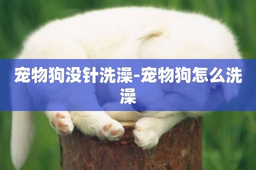 寵物狗沒針洗澡-寵物狗怎么洗澡