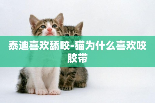 泰迪喜歡舔咬-貓為什么喜歡咬膠帶