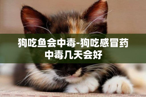 狗吃魚會中毒-狗吃感冒藥中毒幾天會好