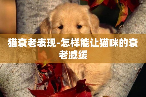 貓衰老表現-怎樣能讓貓咪的衰老減緩