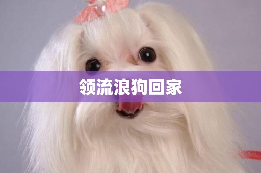 領流浪狗回家