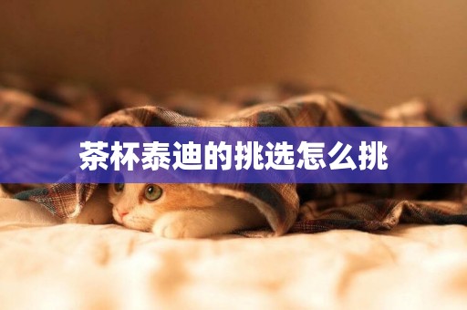 茶杯泰迪的挑選怎么挑