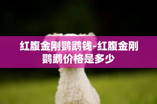 紅腹金剛鸚鵡錢-紅腹金剛鸚鵡價格是多少