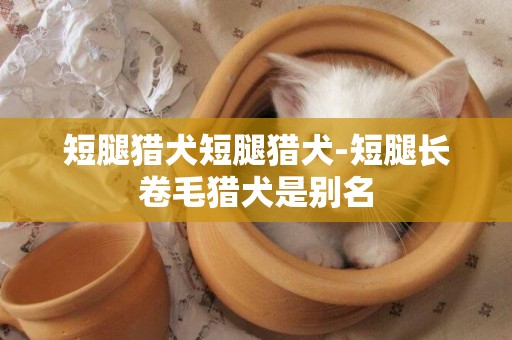 短腿獵犬短腿獵犬-短腿長卷毛獵犬是別名