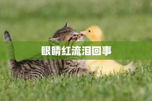 眼睛紅流淚回事