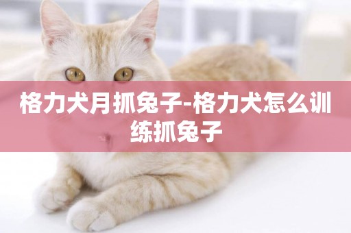 格力犬月抓兔子-格力犬怎么訓練抓兔子