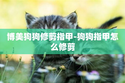 博美狗狗修剪指甲-狗狗指甲怎么修剪