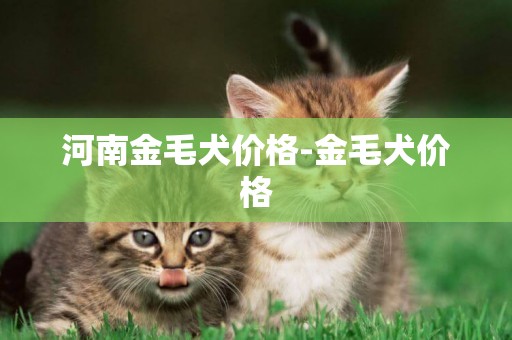 河南金毛犬價格-金毛犬價格