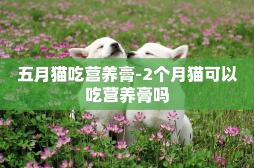 五月貓吃營養膏-2個月貓可以吃營養膏嗎