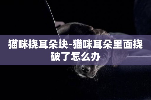 貓咪撓耳朵塊-貓咪耳朵里面撓破了怎么辦