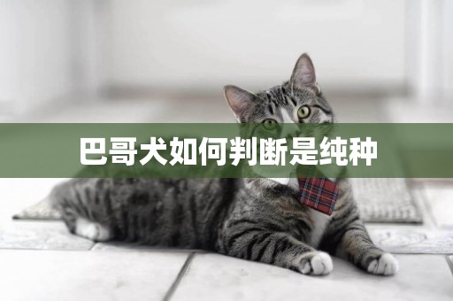 巴哥犬如何判斷是純種