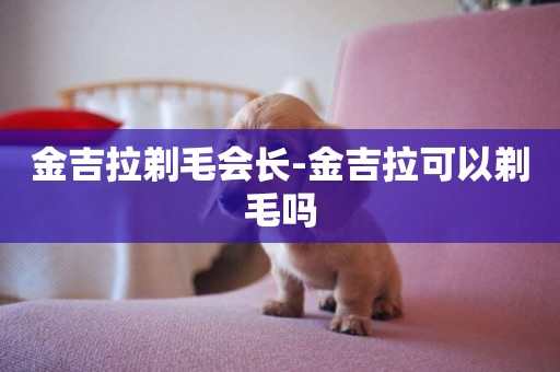 金吉拉剃毛會長-金吉拉可以剃毛嗎
