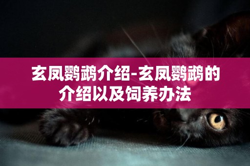 玄鳳鸚鵡介紹-玄鳳鸚鵡的介紹以及飼養辦法