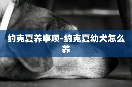 約克夏養事項-約克夏幼犬怎么養