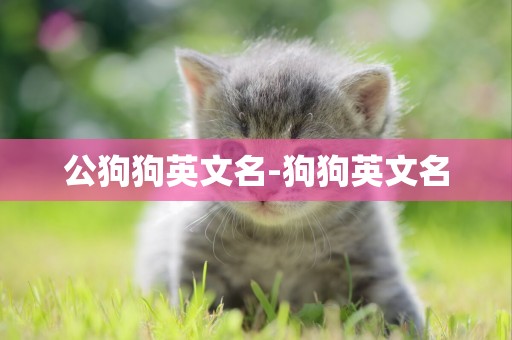 公狗狗英文名-狗狗英文名