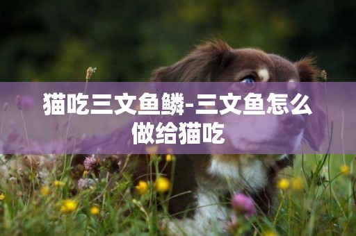 貓吃三文魚鱗-三文魚怎么做給貓吃