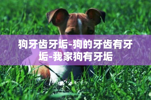 狗牙齒牙垢-狗的牙齒有牙垢-我家狗有牙垢
