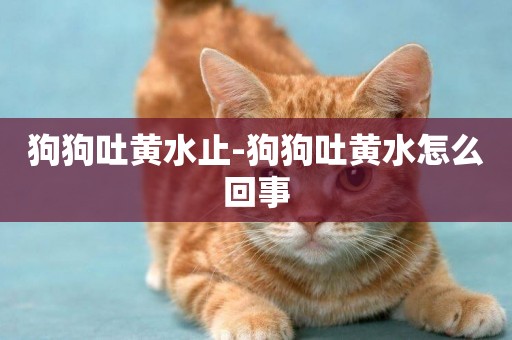 狗狗吐黃水止-狗狗吐黃水怎么回事